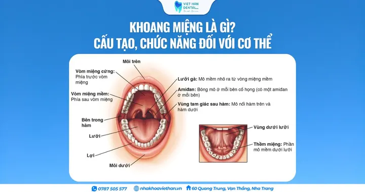 Khoang miệng là gì? Cấu tạo, chức năng đối với cơ thể