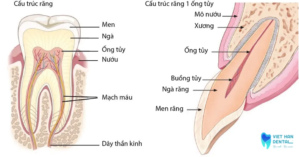 cấu tạo của một tủy răng