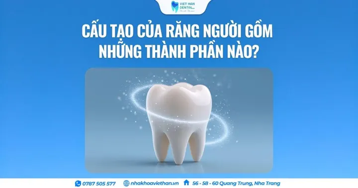Cấu tạo của răng người gồm những thành phần nào?