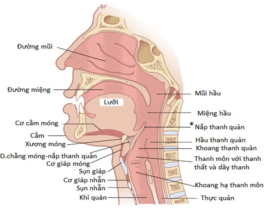Giọng nói được hình thành như thế nào 